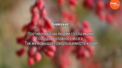 Знахарь: Корни и ветки барбариса при желчных болезнях