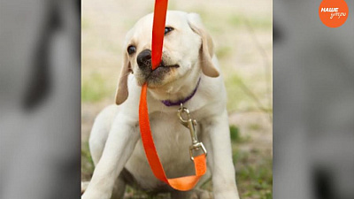 Пушистое утро: Дрессируем собак