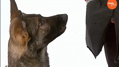 Пушистое утро: Приучаем собаку не брать еду у чужих