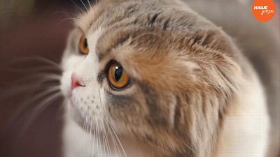 Пушистое утро: Кошки – наша радость