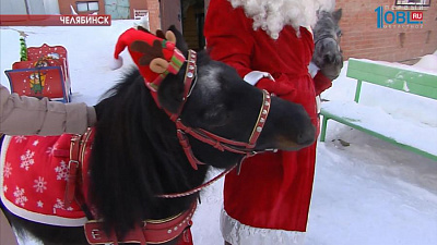 У Деда Мороза в челябинском зоопарке появились четвероногие помощники
