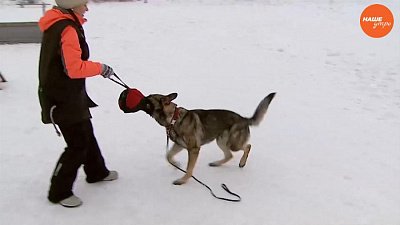 Пушистое утро. Для чего нужно играть с собаками