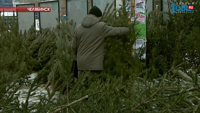 У продавцов елочных базаров проверяют документы на деревья