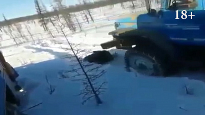 Жестокую расправу над медведем сняли на видео вахтовики-убийцы