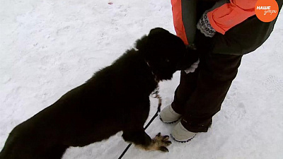 Пушистое утро. Научим четвероногих понимать команду «Ко мне!!!»  