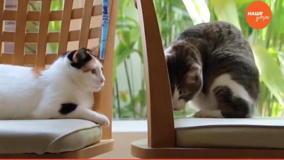 Обзор интернета за 29 декабря