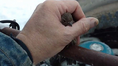 Мужчина спас примёрзшего к трубе воробья своим дыханием и снял видео