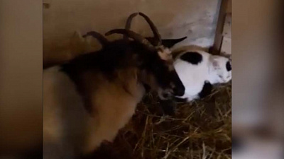 Коза и кот создали семью в приюте Челябинска