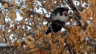 Африканскую цесарку в одном из дворов сняли на видео 