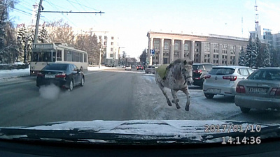 Лошадь скинула всадника в центре Челябинска
