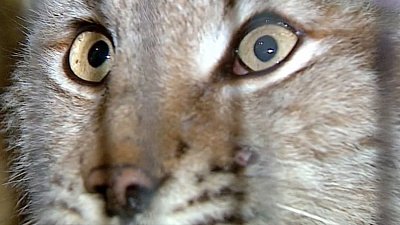 Рысь-инвалид стала новым постояльцем челябинского приюта для животных