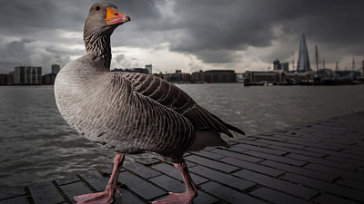 Гусь идёт в челябинскую прокуратуру