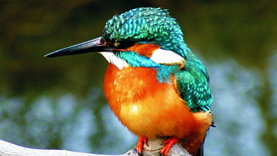 Птица-говорун набирает популярность в интернете