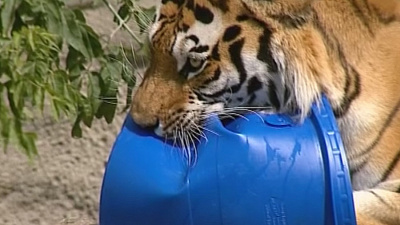 Корреспонденты ОТВ в гостях у тигра