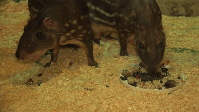 Детёныш паки родился в челябинском зоопарке