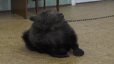 Медвежонку, над которым поиздевались алкоголики, срочно нужна помощь