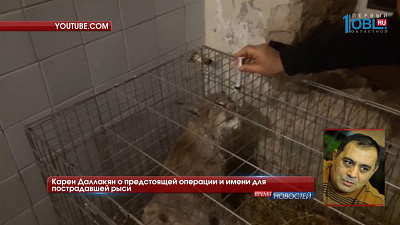 Рысь Марыся?