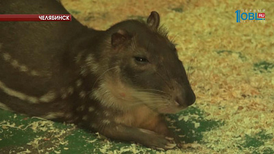 В челябинском зоопарке родился детеныш паки