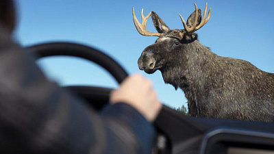 Лось выбежал на дорогу и едва не спровоцировал ДТП