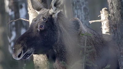Спасение лося из петли-ловушки в Катав-Ивановском районе