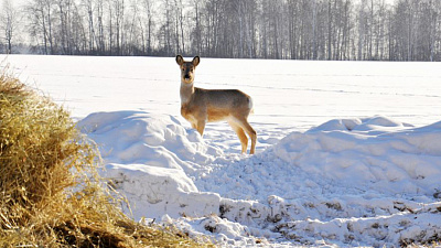 Из-за снежной зимы в лесах начали гибнуть косули
