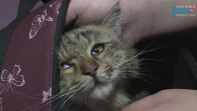 Челябинка около недели кормила кошку, застрявшую в вентиляционной шахте