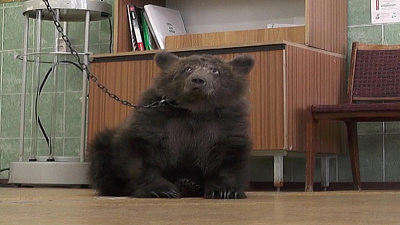 ОТВ объявляет акцию помощи медвежонку Стёпе