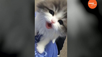 Пушистое утро – как правильно кормить кошку