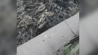 Дикого кабана в черте города снял на видео Магнитогорец