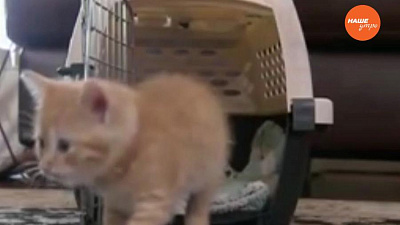 Пушистое утро – переноска для животных