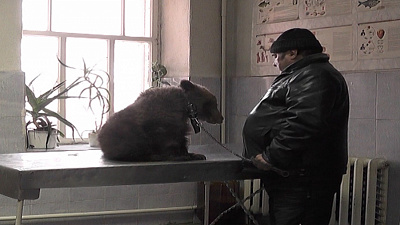 Медвежонку Стёпе поставили прививку от бешенства