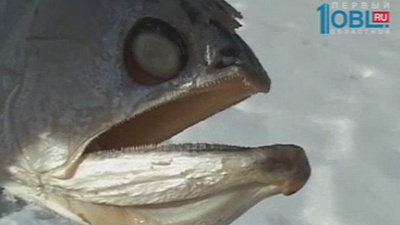 В водоёме Аши обнаружена опасная рыба, которая ест всё, что видит В водоёме Аши обнаружена опасная рыба, которая ест всё, что видит