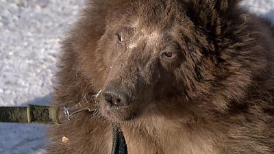 Медвежонок Стёпа получил первую посылку гостинцев от южноуральцев