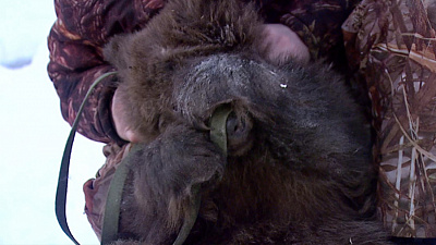 Медвежонок Стёпа закрывает лапами мордочку и ходит задом наперёд