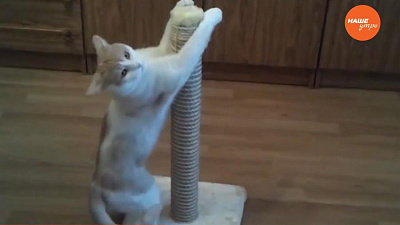 Пушистое утро 20.01.17