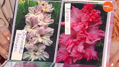 Садовые истории - гладиолусы