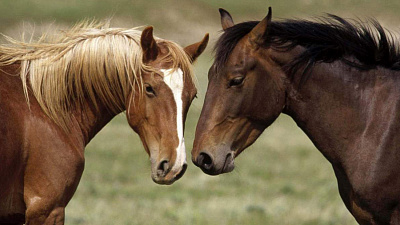 Relax-день устроили для лошадей в конном клубе "Рифей"