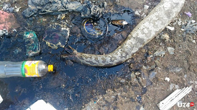 Мёртвого питона на свалке в Кусе сняли на видео