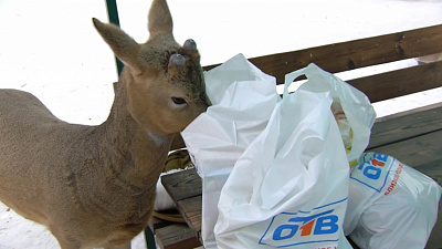 Медвежонок Степа поделился гостинцами с животными из приюта