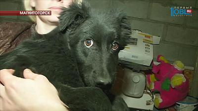 Зоозащитники спасли щенка сбитой собаки 