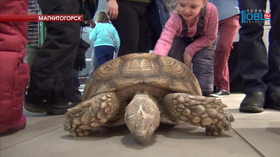 Зоозащитники из Магнитогорска борются за закрытие контактного зоопарка