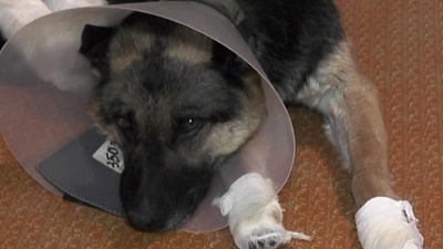 Живодёры порубили лапы собаки топором в Троицке