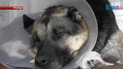 В Троицке спасли собаку, которую избили топором живодеры 