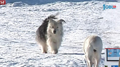 Челябинские зоозащитники выступают против усыпления животных