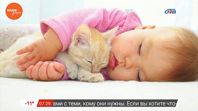 Пушистое утро – кошки