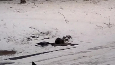 Голодный ворон пытается отвлечь кота от лакомового кусочка