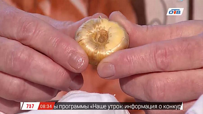 Садовые истории – храним гладиолусы