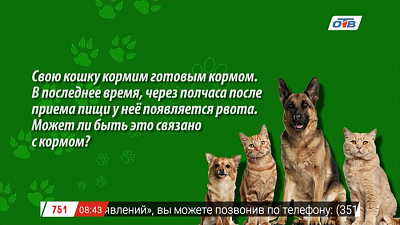 Зоосовет – как правильно кормить кошку