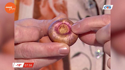 Садовые истории – выбираем семена гладиолусов в магазине