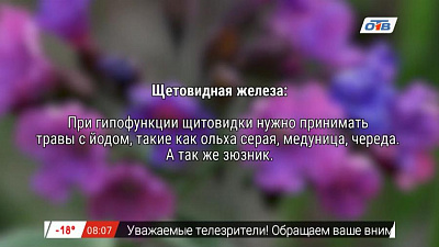 Знахарь – заболевания щитовидной железы